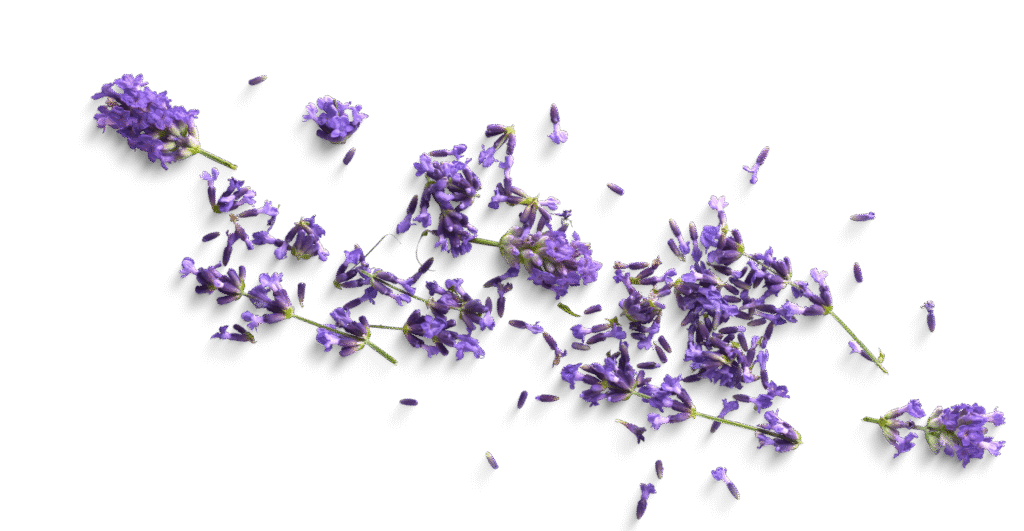 Flores Fondo